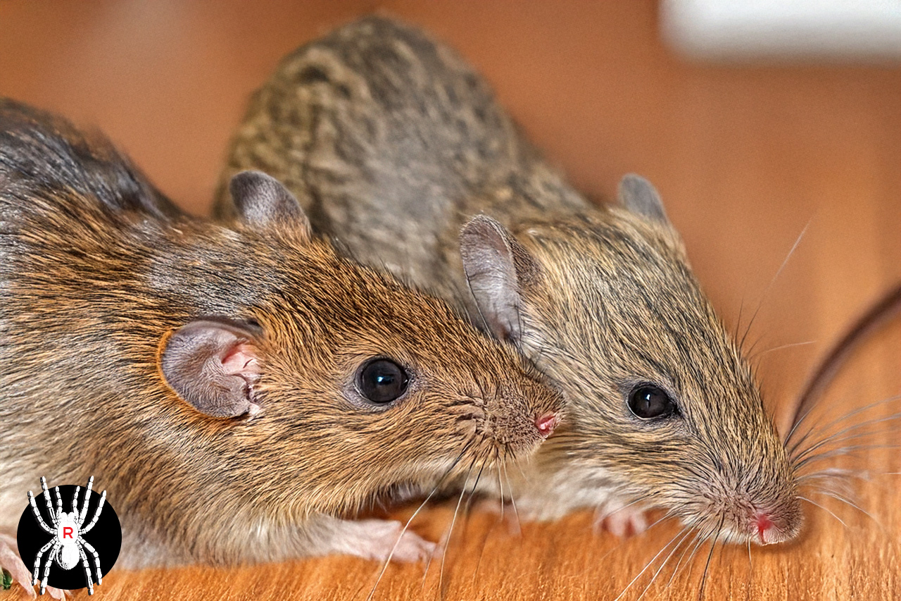 Rodent Removal by Reliant Pest Control