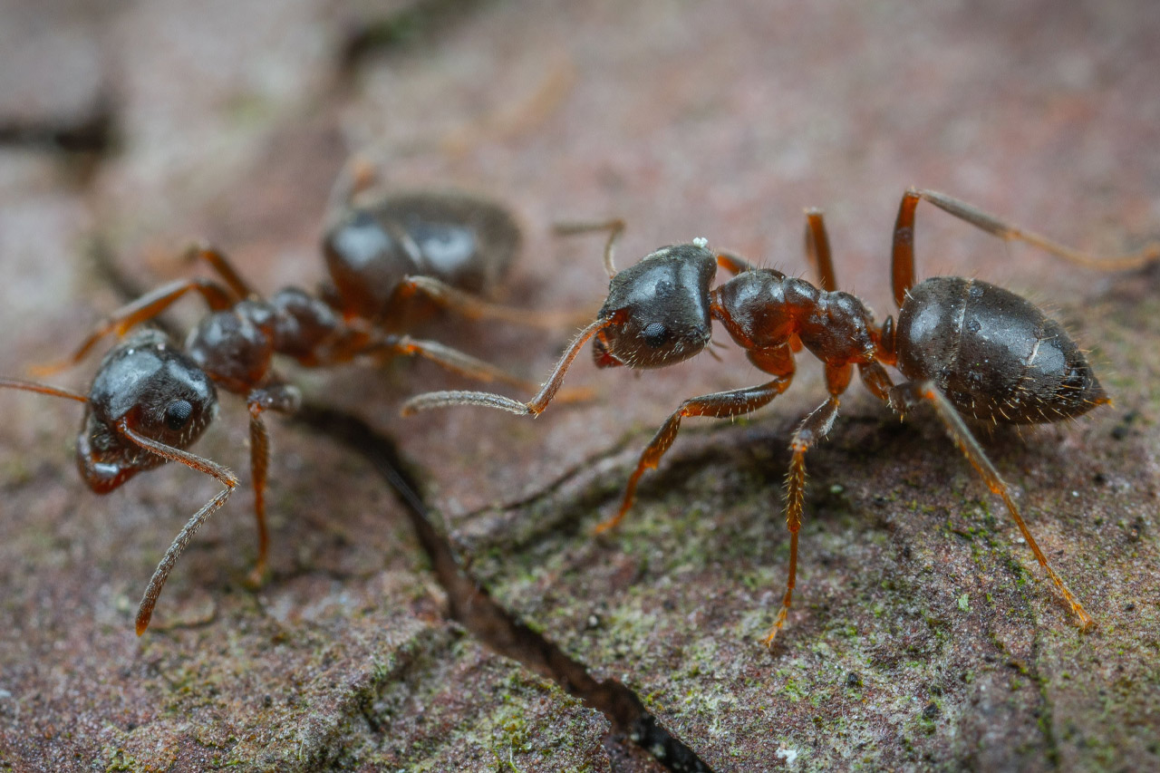 Ants pest identification photo