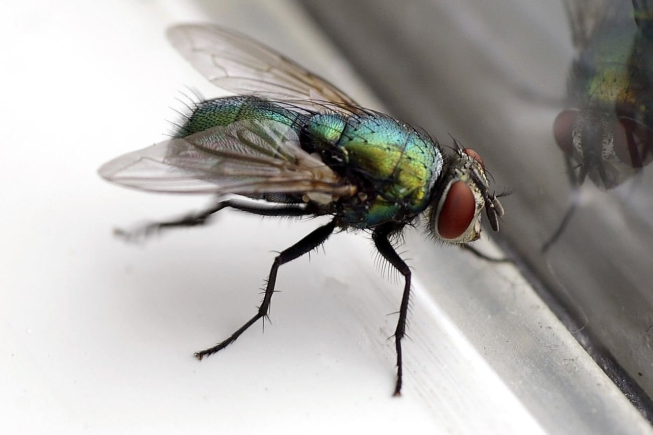 Flies pest identification photo