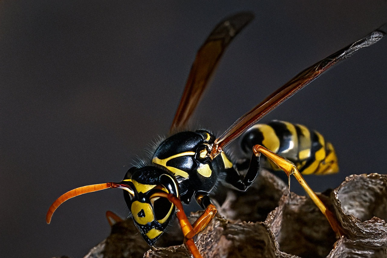 Wasps & Hornets pest identification photo