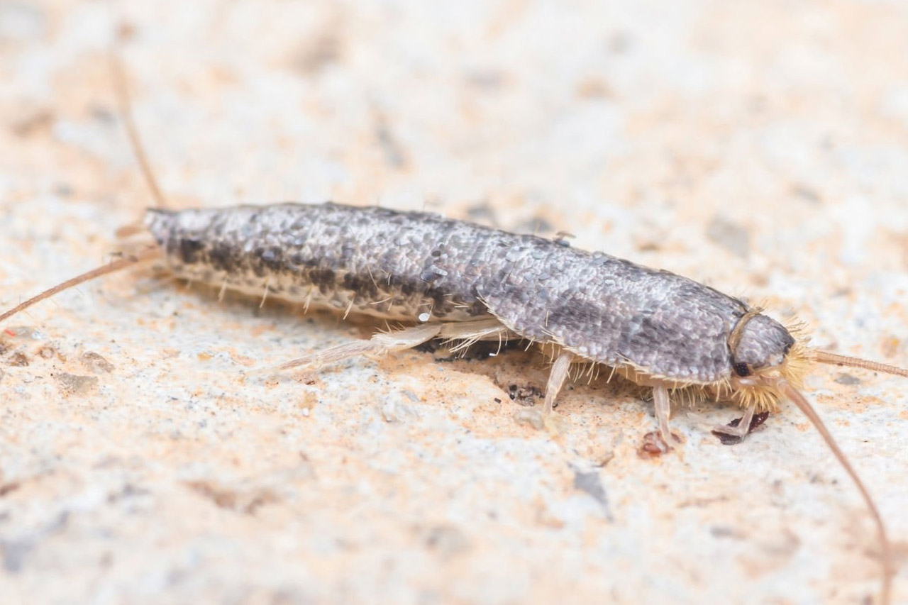 Silverfish pest identification photo