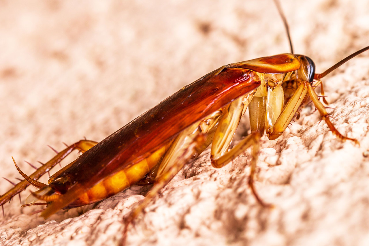 Cockroaches pest identification photo