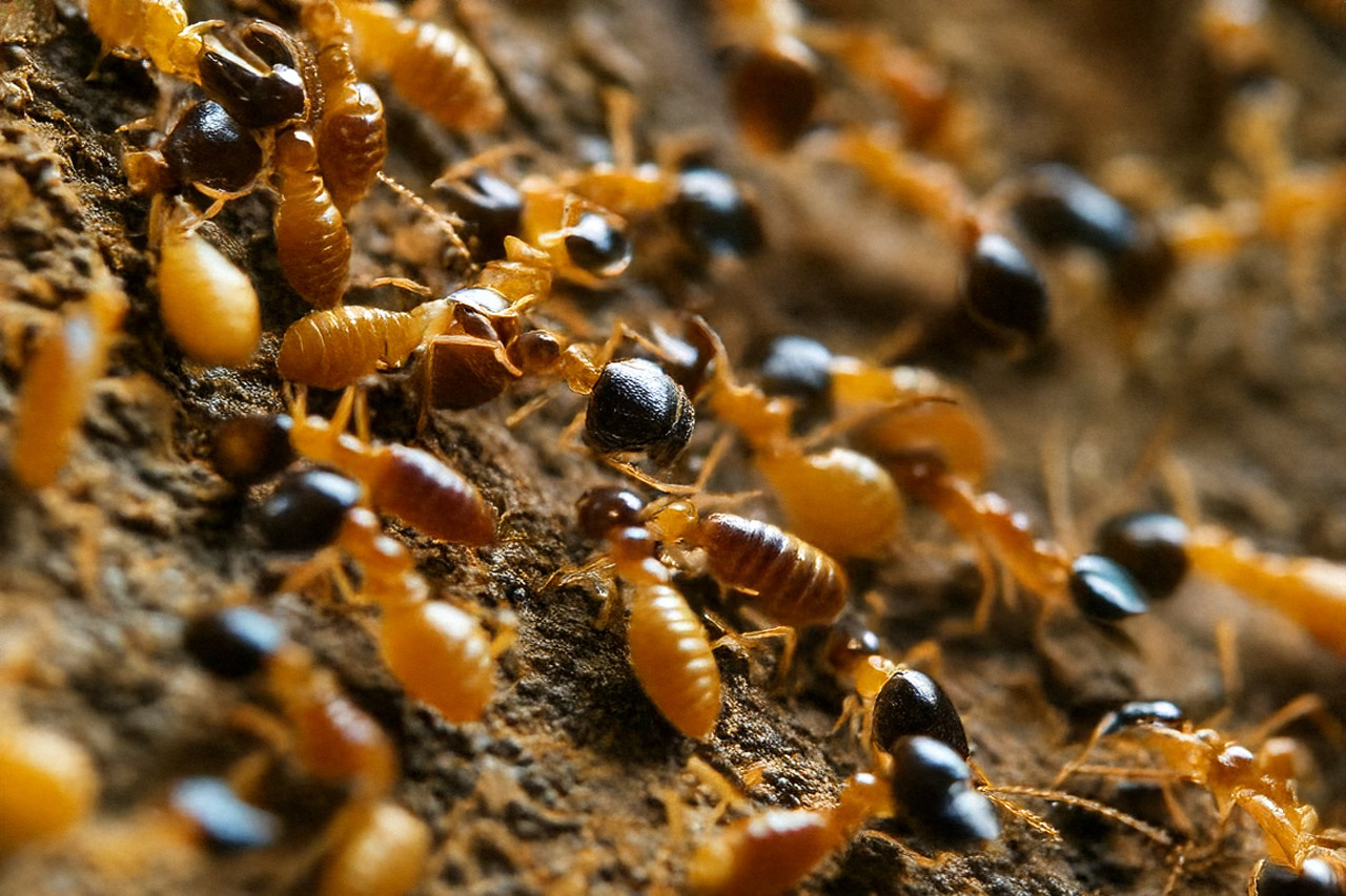 Termites pest identification photo