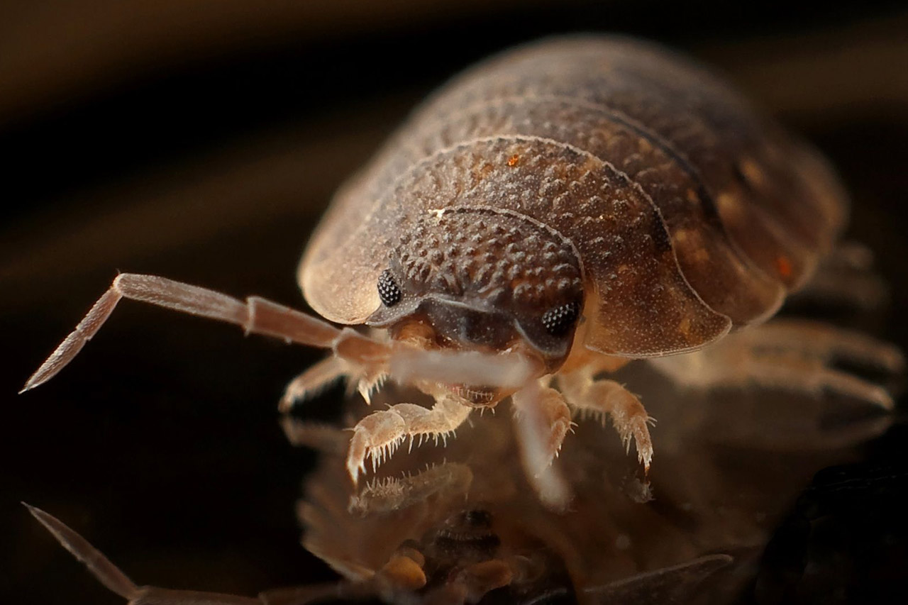 Bed Bugs pest identification photo
