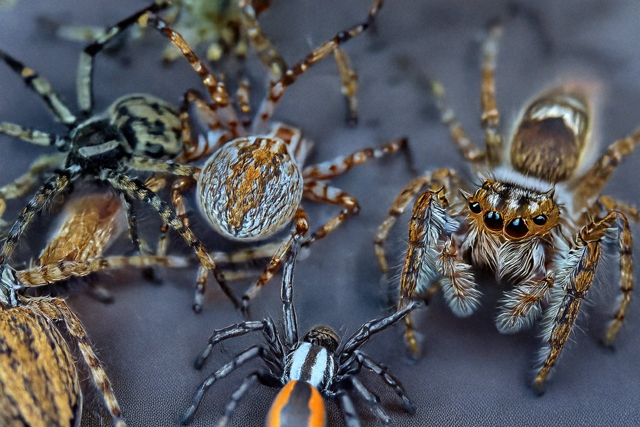 Spiders pest identification photo