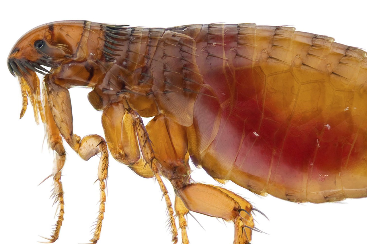 Fleas pest identification photo