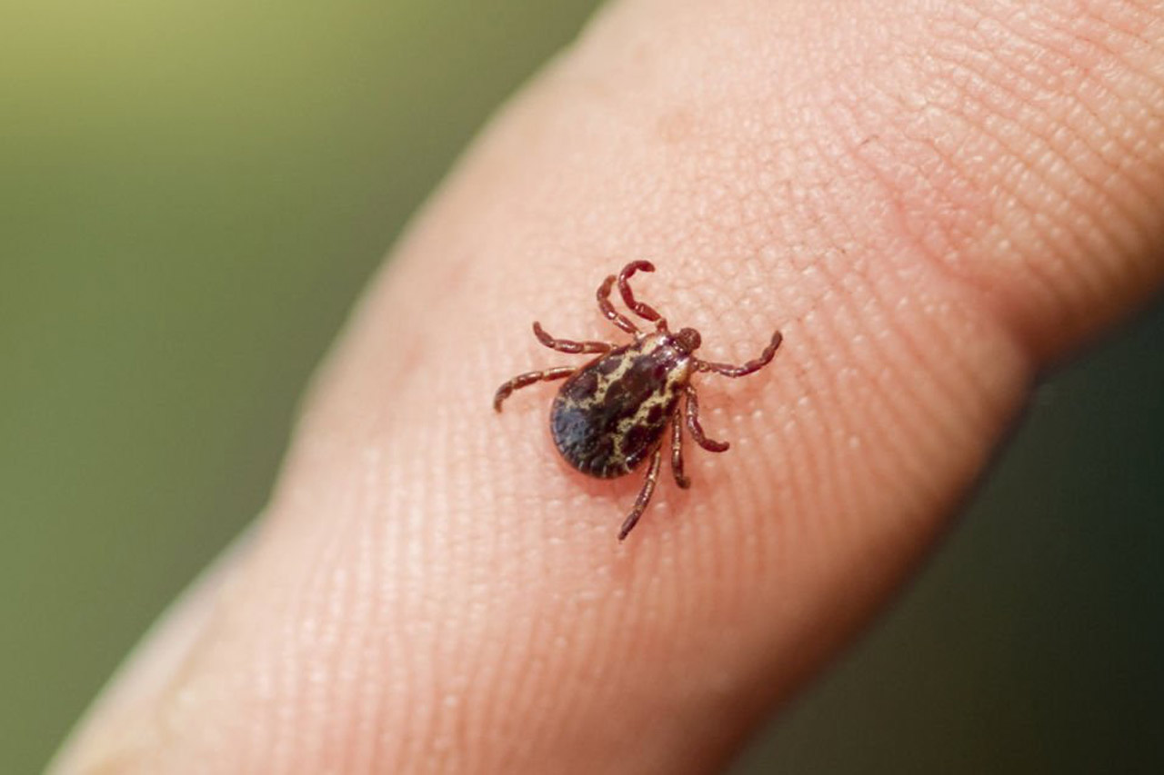 Ticks pest identification photo
