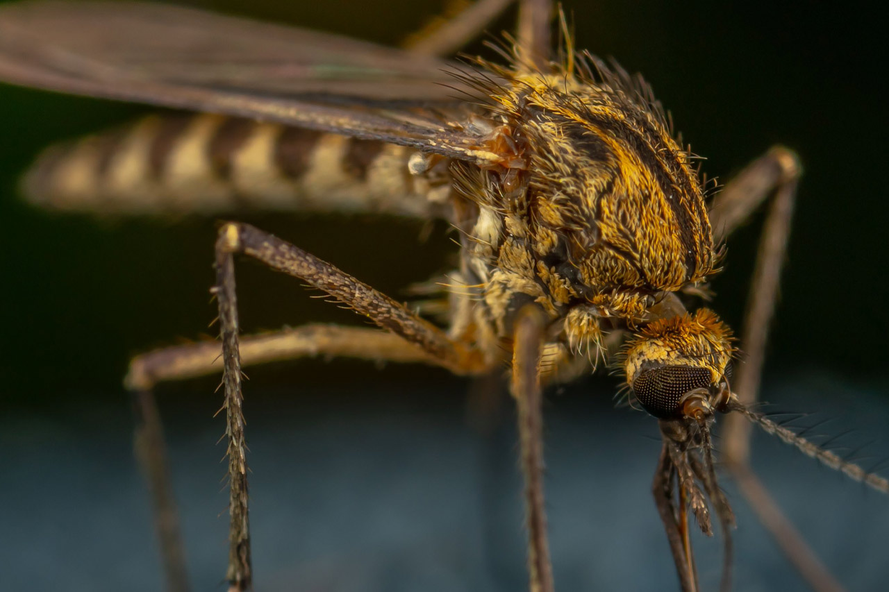 Mosquitoes pest identification photo