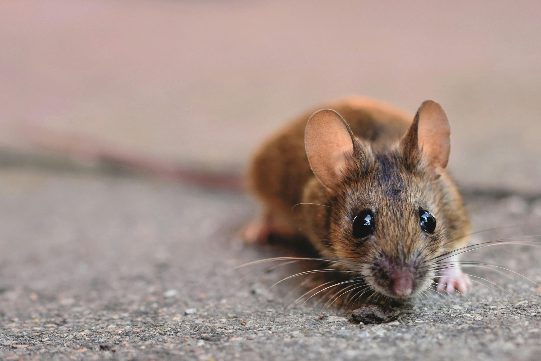 Pest Control in Los Angeles by Reliant Pest Control