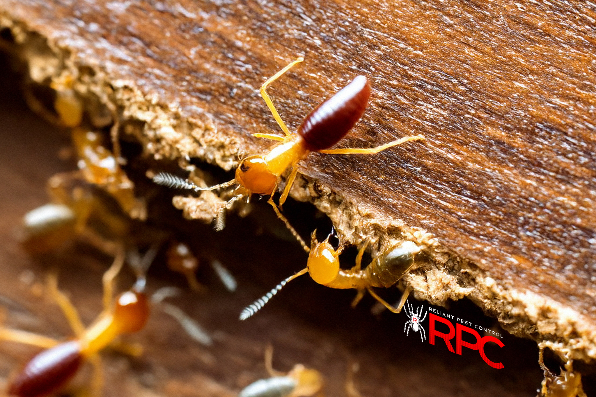 Pest Control in Los Angeles by Reliant Pest Control