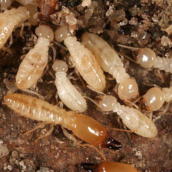 Termites